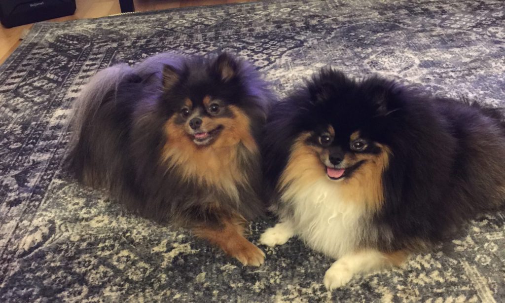 Best Brush For a Pomeranian How to increase the fullness of the